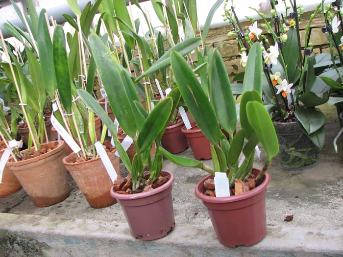 Cattleya mossiae.jpg