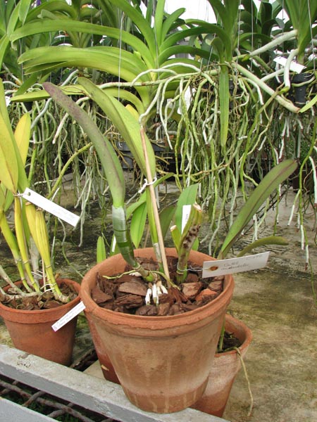 Cattleya mendelii.jpg