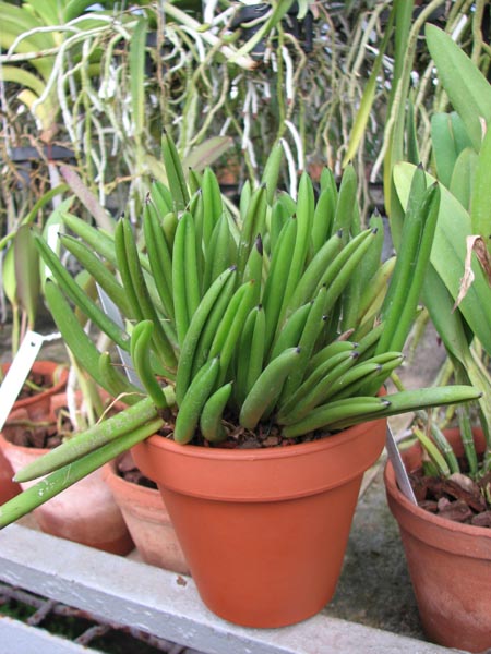 Pleurothallis teres (clump).jpg