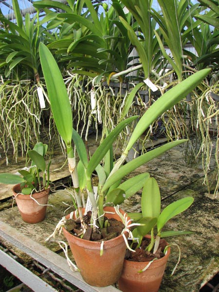 Brassocattleya Little Mermaid 'Janet'.jpg