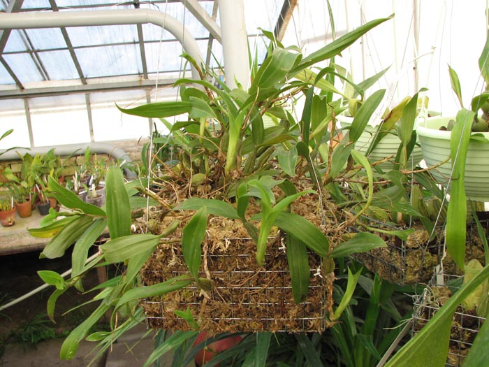 Coelogyne lindleyana (clump).jpg