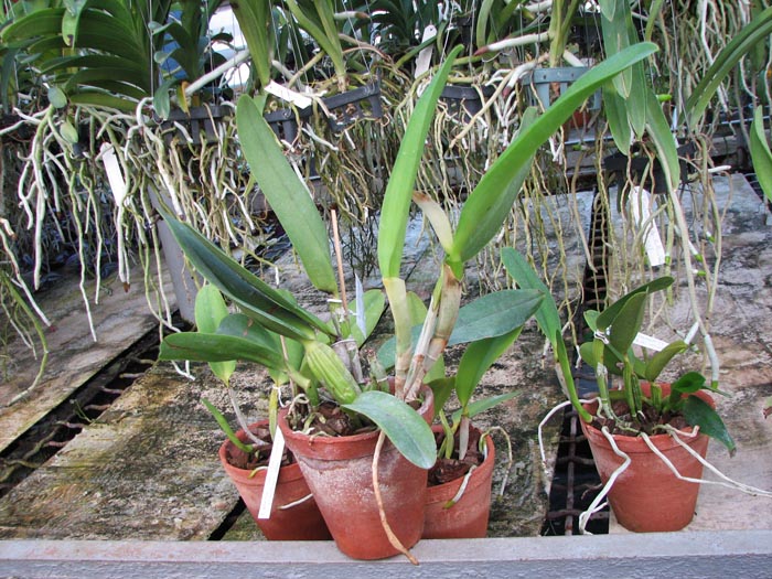 Brassolaeliocattleya Segundina Vizcarra 'Gloria'.jpg