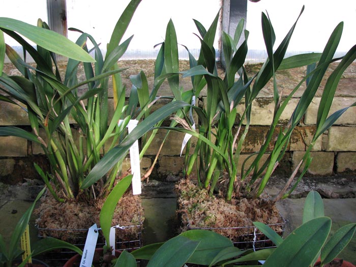 Epidendrum faustum.jpg