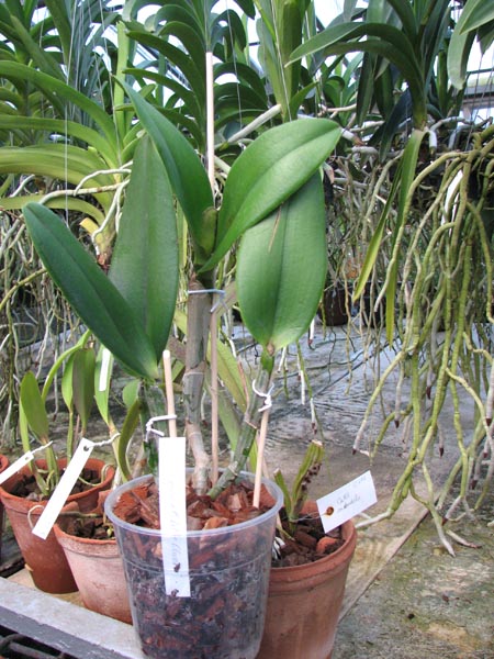 Brassavola digbyana x Cattleya Little Oliver.jpg