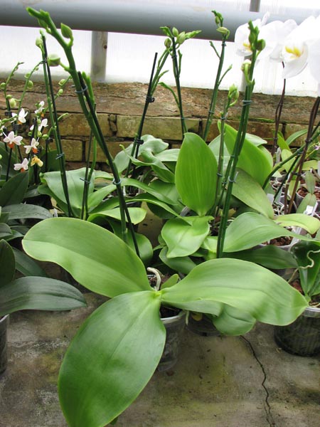 Phalaenopsis Liodoro.jpg