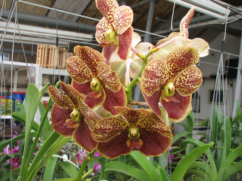 Vanda Thananchai x Ascocenda Kultana Brown.jpg