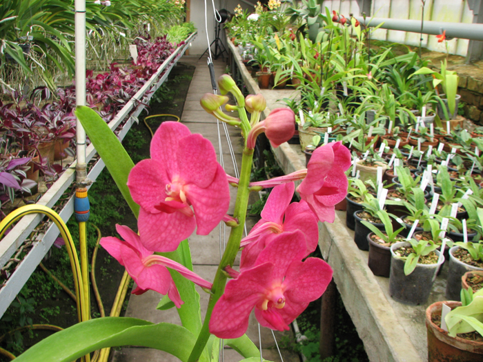 Ascocenda Krailerk x Vanda Wirat x Ascocenda Vilas.jpg