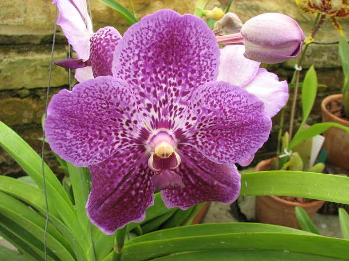 Vanda Sumon Spot x Vanda Srakaew.jpg