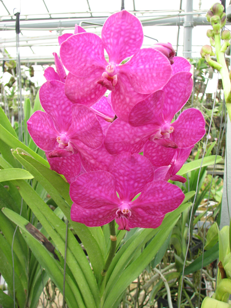 Ascocenda Princess Mikasa Pink.jpg