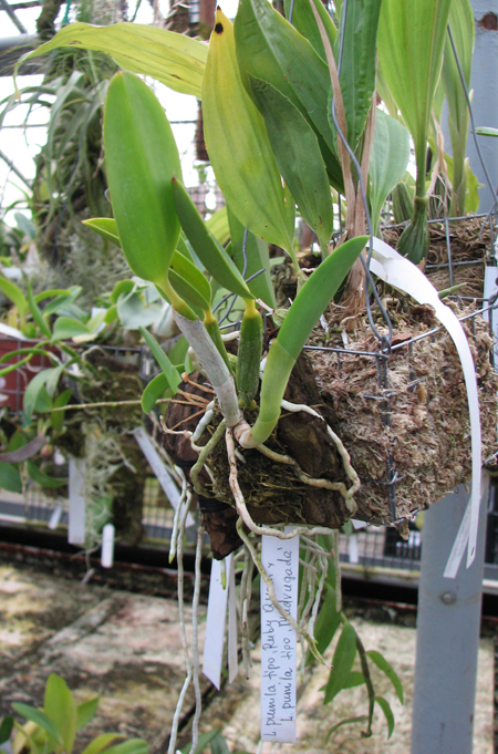 Laelia pumila tipo 'Ruby Queen' x Laelia pumila tipo 'Madrugada' (Z-15).jpg