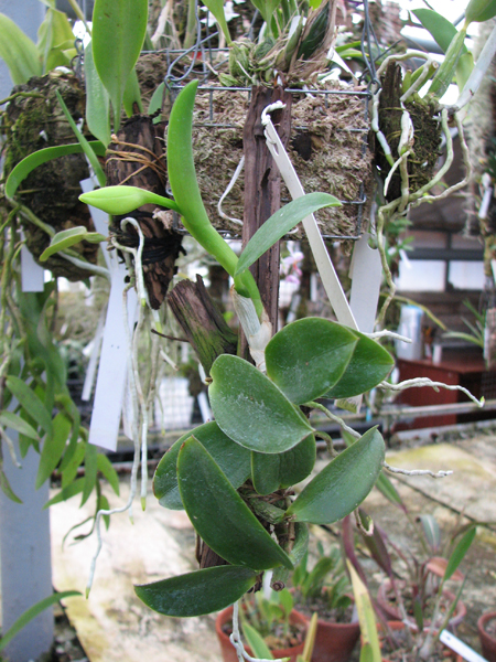 Laelia alaori escura II x Laelia alaori escura I.jpg
