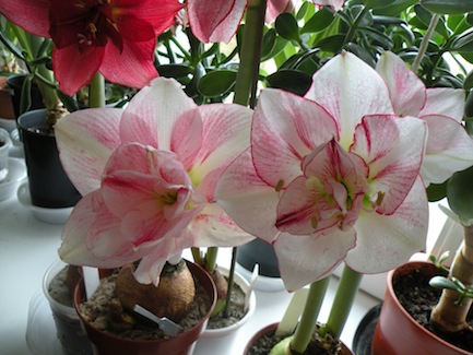 DSCN9554.JPG