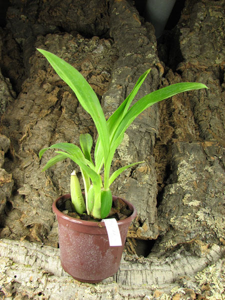Zygopetalum Barbel Hohn.jpg