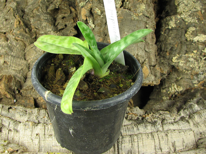 Paphiopedilum purpuratum.jpg