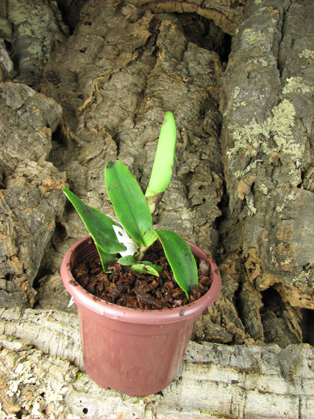 Cattleya maxima semi alba x self.jpg