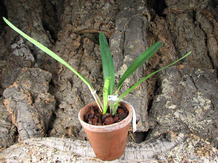 Laelia grandis.jpg