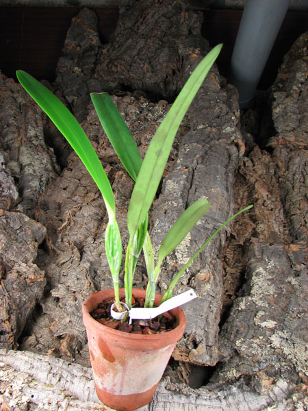 Laelia purpurata werkhauseri x sib.jpg