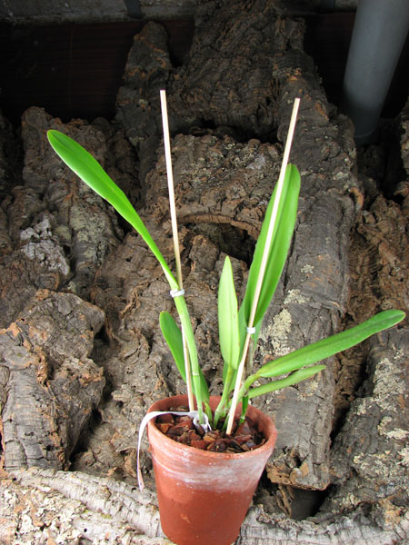 Cattleya maxima alba' Hasegawa' x self.jpg