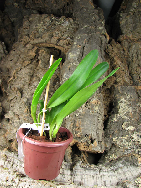 Laelia tenebrosa (Tipo x Maria Fumaca').jpg