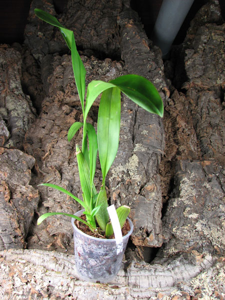 Beallara Marfitch Howard's Dream 'Red Fox'.jpg