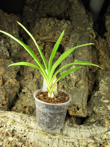 Mormodes rolfeana.jpg