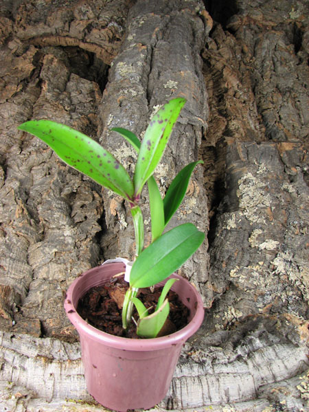 Cattleya amethystoglossa dark spots x sib.jpg