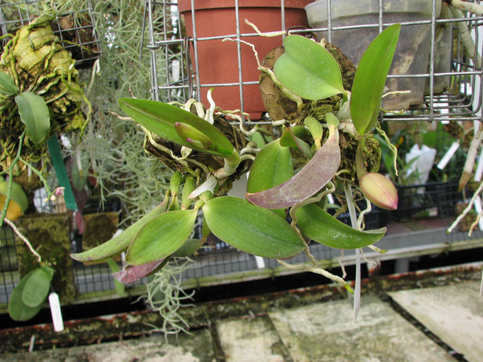 Laelia alaori escura x self.jpg