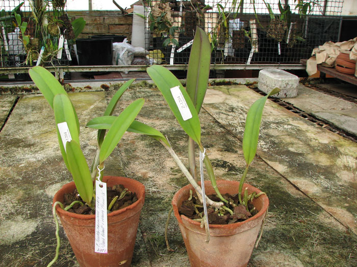 Cattleya lueddemanniana rubra 'Dark Giant' x Cattleya lueddemanniana escura 'Fennel IX'.jpg