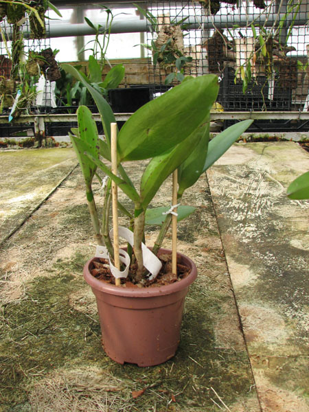 Laeliocattleya Fonte da Saudade.jpg