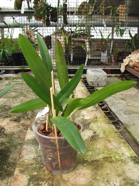 Laelia tenebrosa x Cattleya Penny Kuroda 'spots'.jpg