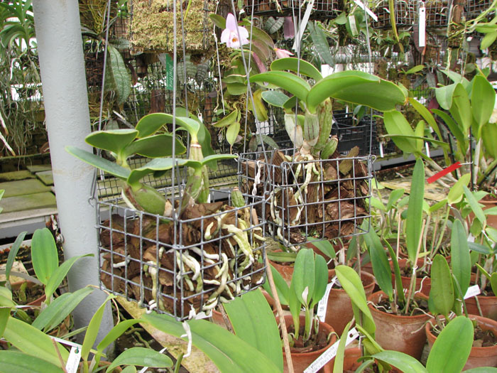 Cattleya nobilior tipo 'Rafael Wenzel' x Cattleya nobilior tipo 'Luciana'.jpg