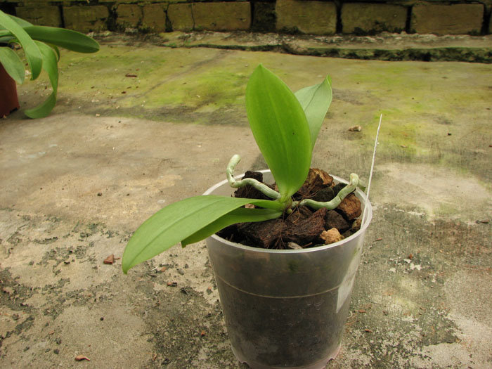 Phalaenopsis mannii 'Black'.jpg