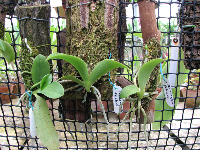 Phalaenopsis pulchra.jpg