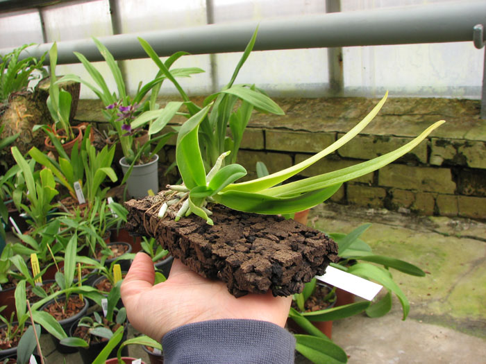 Doritis pulcherrima aquinii.jpg