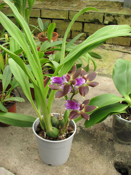 Zygopetalum hybrid 'Green'.jpg
