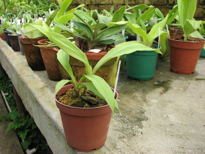 Acacallis cyanea x Paradisanthus micranthus.jpg