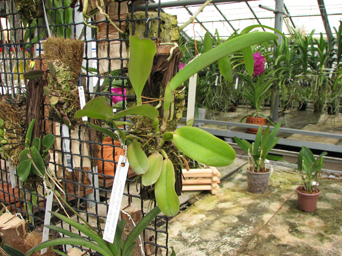 Cattleya labiata rubra integra-orlata-pincelada x Laelia pumila 'Ruby Queen'.jpg