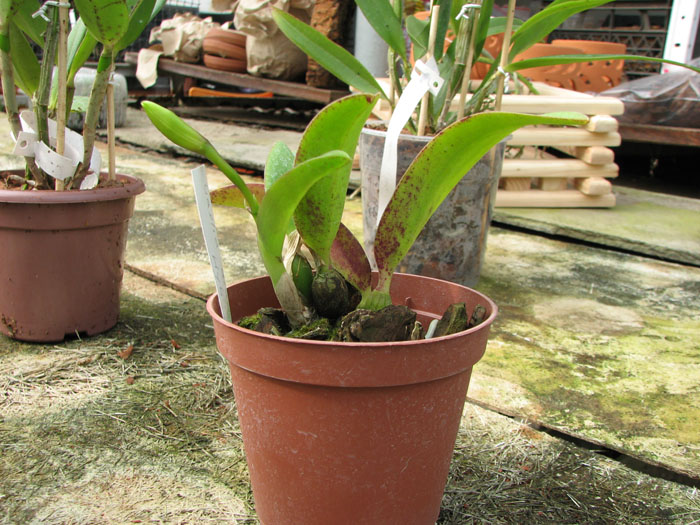Laelia alaori x praestans.jpg
