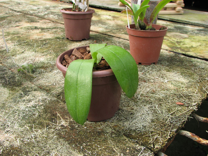 Phalaenopsis Princess Kaiulani (violacea x amboinensis).jpg