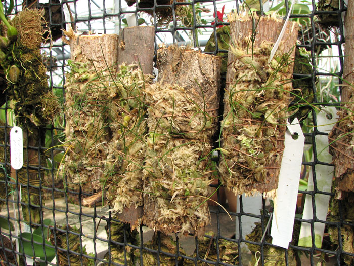 Isabelia virginalis.jpg