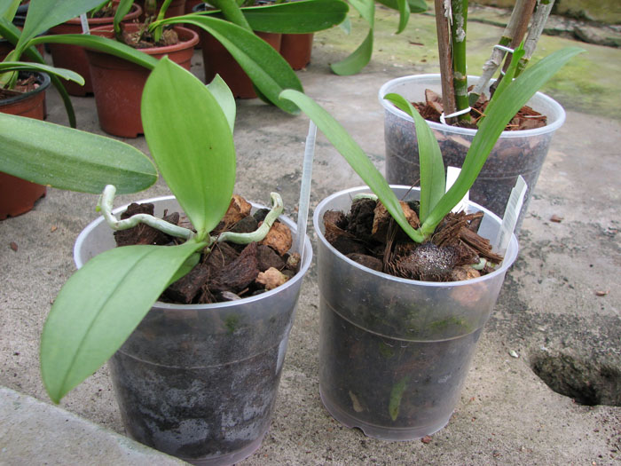 Phalaenopsis mannii 'Black'.jpg
