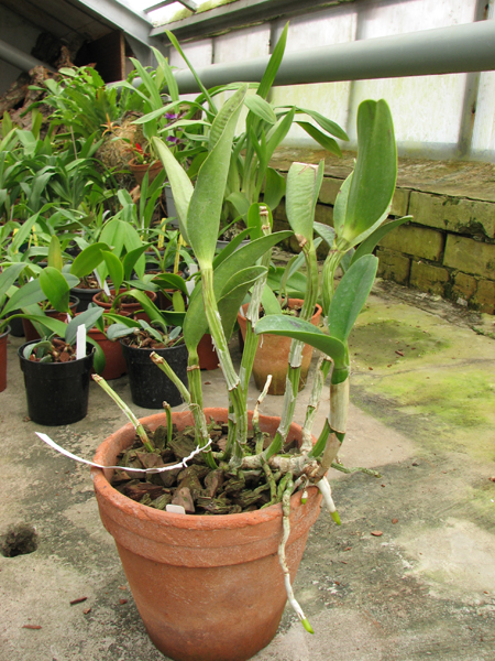 Cattleya Green Emerald 'Stack'.jpg