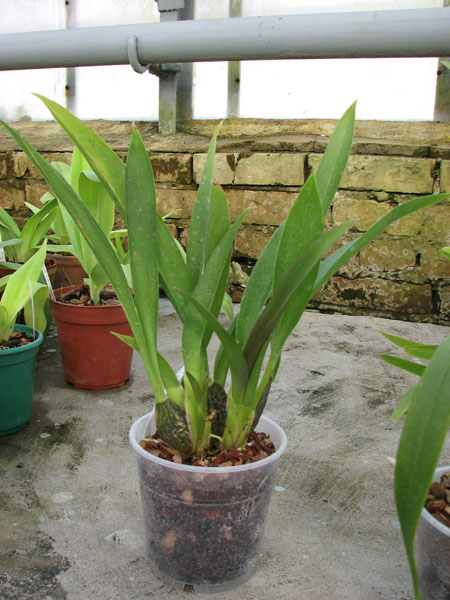 Zelglossoda Calico Gem 'Green Valley #1.jpg