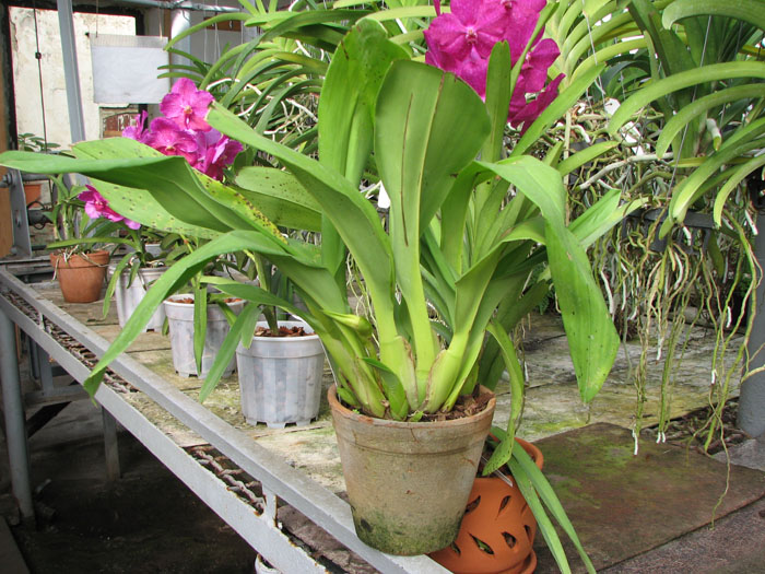 Maxillaria grandiflora.jpg