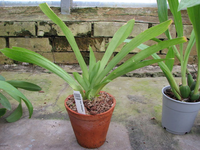 Huntleya meleagris.jpg