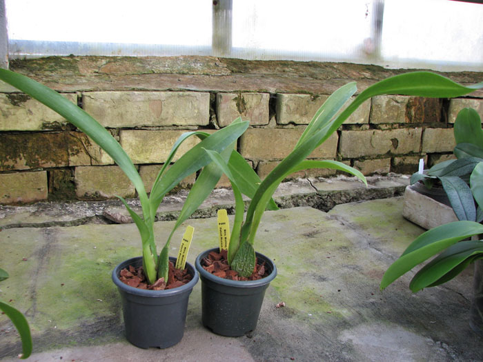 Beallara Mathias 'Glamour'.jpg