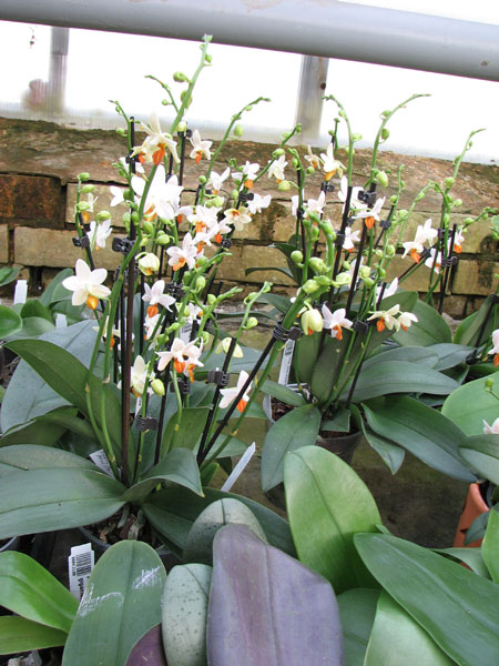 Phalaenopsis Mini Mark 'Maria Teresa'.jpg