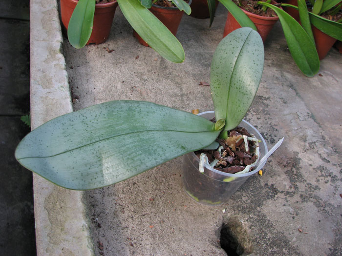 Phalaenopsis stuartiana puntatissima x gigantea.jpg