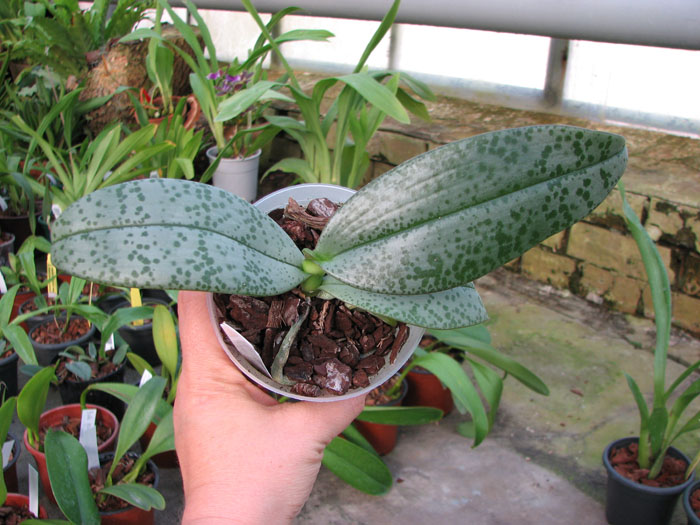 Phalaenopsis gigantea x lindenii.jpg
