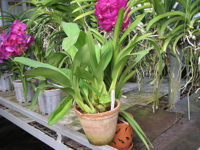 Maxillaria grandiflora.jpg